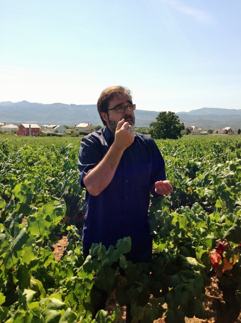visita_bodegas_peique_luis_catando_uva